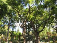 142-Park von Funchal &ndash; &copy; Lena Rautenberg (Eberhardt TRAVEL)