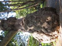 152-Funchal Park &ndash; &copy; Lena Rautenberg (Eberhardt TRAVEL)
