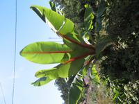 184-Bananenpflanze &ndash; &copy; Lena Rautenberg (Eberhardt TRAVEL)