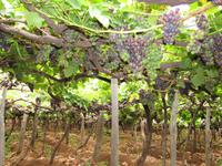 Weinkellerei Babeirtos &ndash; &copy; Jacob Spangenberg (Eberhardt TRAVEL)