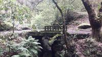 Ribeiro Frio - Wanderung durch einen Lorbeerwald...