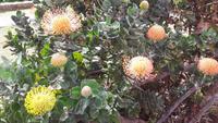 Santana (Nadelkissen-Protea) &ndash; &copy; Katrin Deutschbein (Eberhardt TRAVEL)