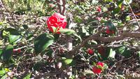 Funchal - Botanischer Garten (Kamelie) &ndash; &copy; Katrin Deutschbein (Eberhardt TRAVEL)