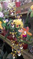 Orchideenwelt Quinta da Boa Vista &ndash; &copy; Katrin Deutschbein (Eberhardt TRAVEL)