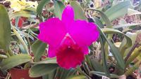 Orchideenwelt Quinta da Boa Vista &ndash; &copy; Katrin Deutschbein (Eberhardt TRAVEL)