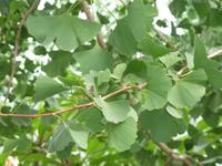 Glücksbringer Gingko &ndash; &copy; Beate Keßler (Eberhardt TRAVEL)