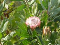Protea &ndash; &copy; Beate Keßler (Eberhardt TRAVEL)