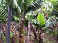 Bananenstaude &ndash; &copy; Anne Hiecke (Eberhardt TRAVEL)