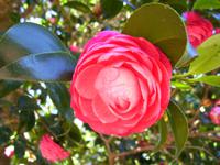 Im Garten 