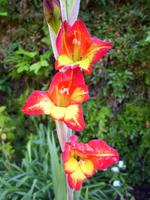 Im Garten 