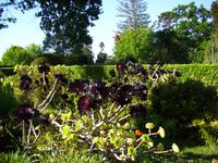 Im Garten 