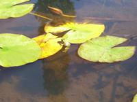 Im Garten 