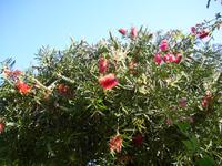 Im Garten 