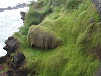 Porto Moniz - einfach nur schön &ndash; &copy; Hans-Joachim Trutz (Eberhardt TRAVEL)