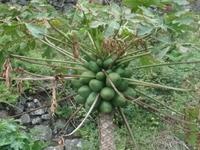 Papaya - Früchte &ndash; &copy; Hans-Joachim Trutz (Eberhardt TRAVEL)