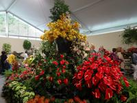 Funchal - Blumenfestatmosphäre &ndash; &copy; Hans-Joachim Trutz (Eberhardt TRAVEL)