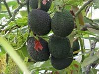 Quinta Boa Vista - Avocado &ndash; &copy; Hans-Joachim Trutz (Eberhardt TRAVEL)