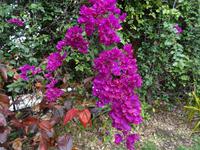 Quinta Boa Vista - Bougainvillea &ndash; &copy; Hans-Joachim Trutz (Eberhardt TRAVEL)