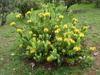 Anwesen der Familie Blandy = Quinta do Palheiro -  südafrikanische Protea &ndash; &copy; Hans-Joachim Trutz (Eberhardt TRAVEL)