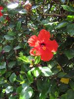 Hibiskusblüte &ndash; &copy; Carina Niebergall (Eberhardt TRAVEL)