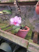 Orchidee &ndash; &copy; Carina Niebergall (Eberhardt TRAVEL)