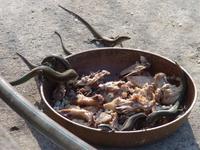 Hundefutter? &ndash; &copy; Steffi Zimmermann (Eberhardt TRAVEL)