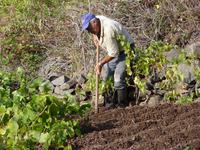 harte Feldarbeit &ndash; &copy; Steffi Zimmermann (Eberhardt TRAVEL)