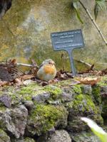 Rotkehlchen &ndash; &copy; Steffi Zimmermann (Eberhardt TRAVEL)
