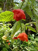 Rosenchilli &ndash; &copy; Steffi Zimmermann (Eberhardt TRAVEL)