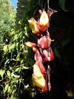 Orchideen &ndash; &copy; Steffi Zimmermann (Eberhardt TRAVEL)