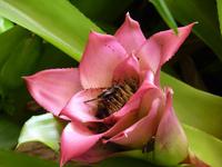 Bromelie &ndash; &copy; Steffi Zimmermann (Eberhardt TRAVEL)