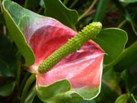 Flamingoblume &ndash; &copy; Steffi Zimmermann (Eberhardt TRAVEL)