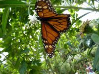 Monarchfalter &ndash; &copy; Steffi Zimmermann (Eberhardt TRAVEL)