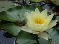 Seerose &ndash; &copy; Steffi Zimmermann (Eberhardt TRAVEL)