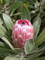Protea &ndash; &copy; Steffi Zimmermann (Eberhardt TRAVEL)
