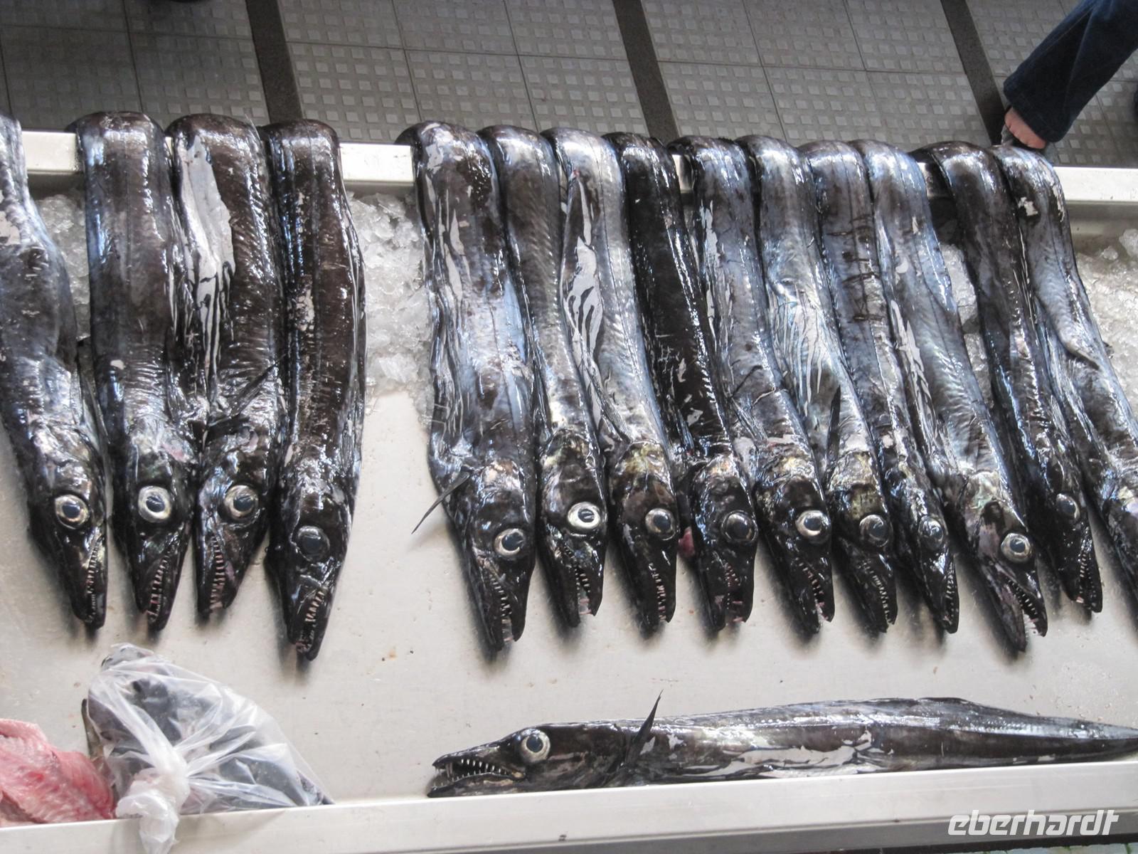 Nationalfisch: Schwarzer Degenfisch &ndash; &copy; Heike Schlosser (Eberhardt TRAVEL)