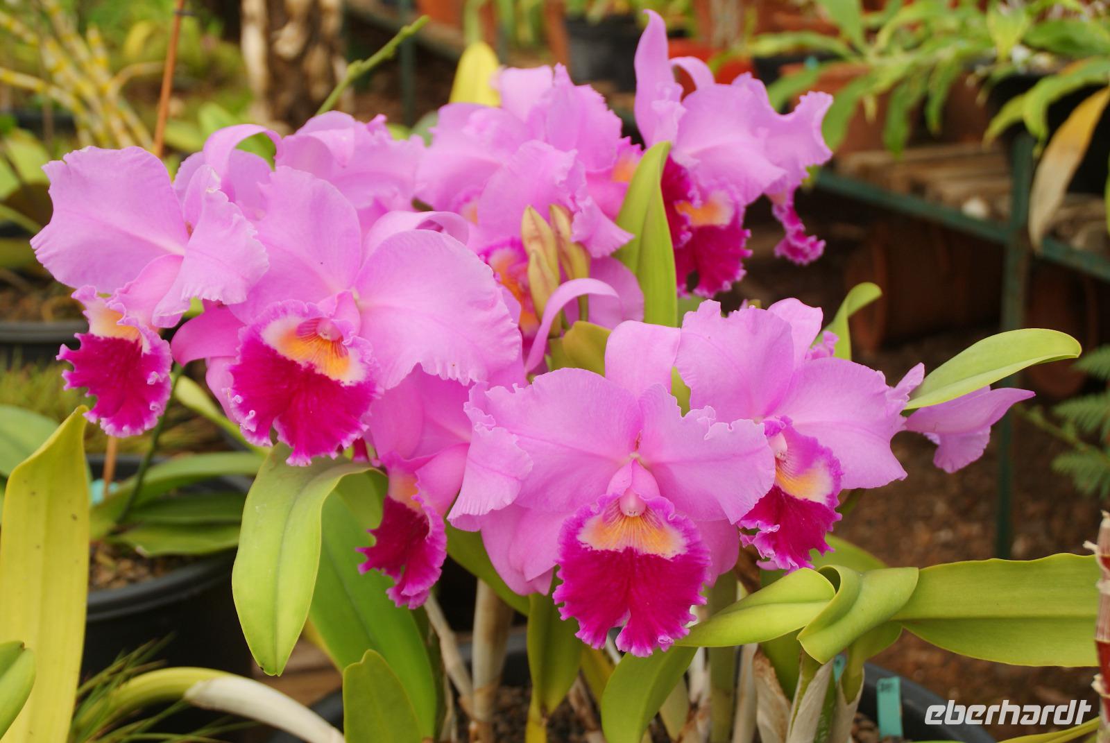 Orchideengarten Quinta Boa Vista (7) &ndash; &copy; Susanne Schirmann (Eberhardt TRAVEL)