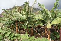 Bananenplantage &ndash; &copy; Susanne Schirmann (Eberhardt TRAVEL)