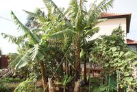 Bananenplantage (3) &ndash; &copy; Susanne Schirmann (Eberhardt TRAVEL)