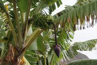 Bananenplantage (4) &ndash; &copy; Susanne Schirmann (Eberhardt TRAVEL)