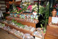 Markthalle Funchal (6) &ndash; &copy; Susanne Schirmann (Eberhardt TRAVEL)