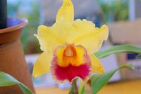 Orchideengarten Quinta Boa Vista (2) &ndash; &copy; Susanne Schirmann (Eberhardt TRAVEL)