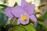 Orchideengarten Quinta Boa Vista (3) &ndash; &copy; Susanne Schirmann (Eberhardt TRAVEL)