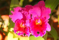 Orchideengarten Quinta Boa Vista (5) &ndash; &copy; Susanne Schirmann (Eberhardt TRAVEL)