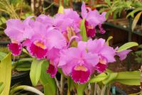 Orchideengarten Quinta Boa Vista (7) &ndash; &copy; Susanne Schirmann (Eberhardt TRAVEL)