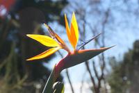 Palheiro Garden (20) &ndash; &copy; Susanne Schirmann (Eberhardt TRAVEL)