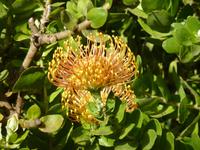 Protea