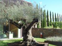 Quinta da Pacheca &ndash; &copy; Barbara Mihut (Eberhardt TRAVEL)