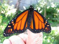Schmetterling &ndash; &copy; Julia Grunwald (Eberhardt TRAVEL)