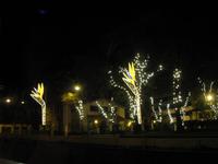 Lichterfahrt in Funchal &ndash; &copy; Julia Grunwald (Eberhardt TRAVEL)